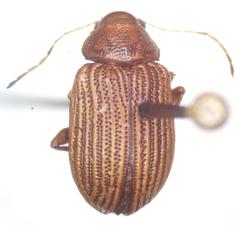 Colaspis hypochlora