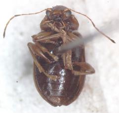 Colaspis hypochlora
