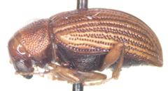 Colaspis hypochlora