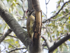 Colaptes punctigula
