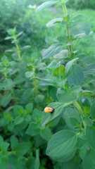 Harmonia axyridis
