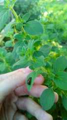 Harmonia axyridis