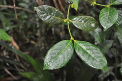 Ronabea latifolia