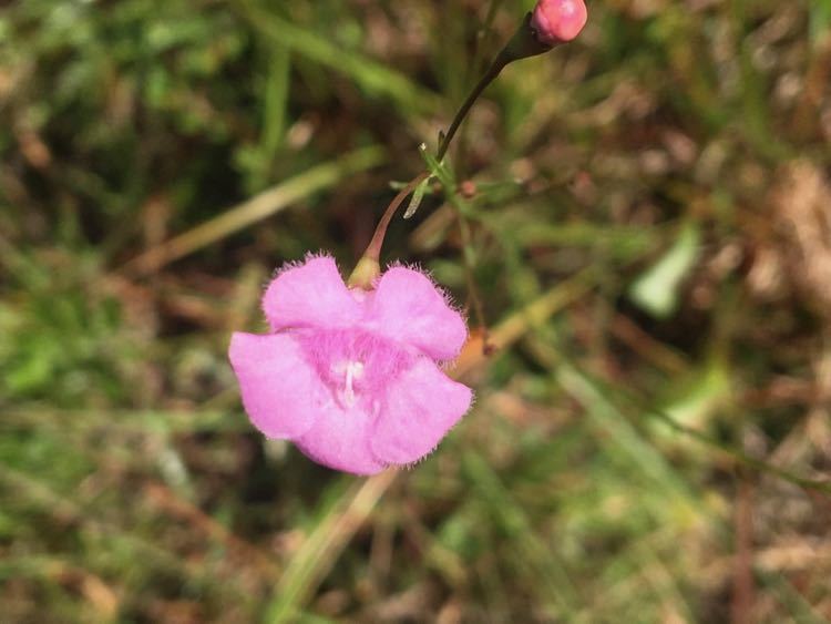 Agalinis obtusifolia