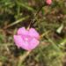 Agalinis obtusifolia - Photo (c) Janet Wright, some rights reserved (CC BY-NC), uploaded by Janet Wright