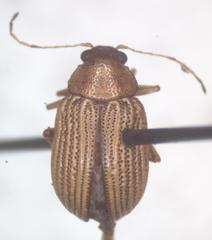Colaspis hypochlora