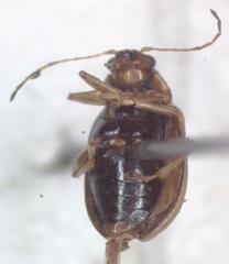 Colaspis hypochlora