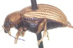 Colaspis hypochlora