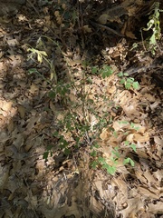 Aquilegia longissima