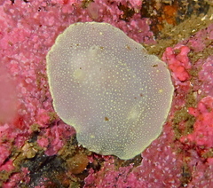 Cadlina laevis
