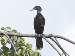 Nannopterum brasilianum