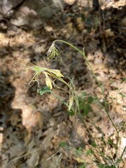 Aquilegia longissima