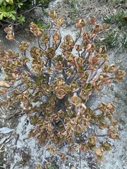 Tetraena