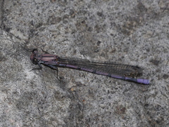 Argia tonto