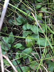 Rudbeckia terranigrae