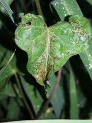Ipomoea × leucantha