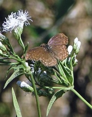 Anisochoria sublimbata