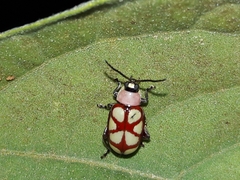 Omophoita magniguttis