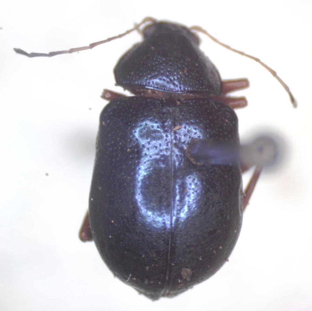 Colaspis impressa