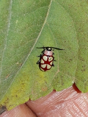 Omophoita magniguttis