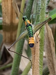 Paramastax rosenbergi