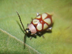 Omophoita magniguttis