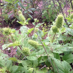 Lepechinia caulescens