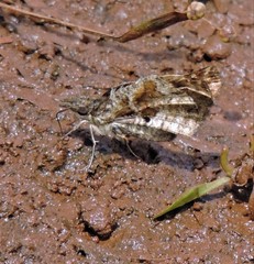 Anisochoria sublimbata