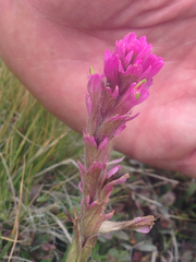 Castilleja lemmonii