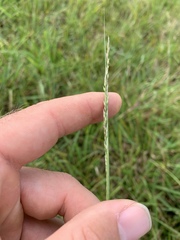 Sporobolus compositus