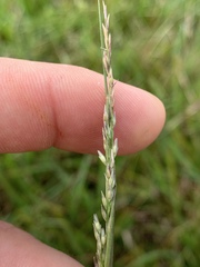 Sporobolus compositus