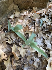 Tradescantia brevifolia