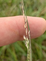 Sporobolus compositus