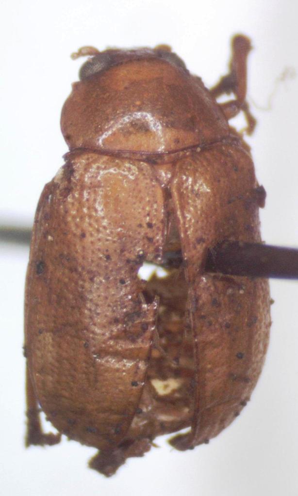 Colaspis levicostata