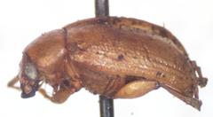 Colaspis levicostata