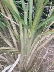 Chloris texensis