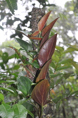 Syngonium adsettiorum