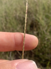 Chloris texensis