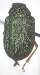 Colaspis sanjoseana
