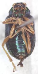 Colaspis sanjoseana