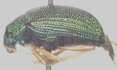 Colaspis sanjoseana
