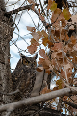 Bubo virginianus