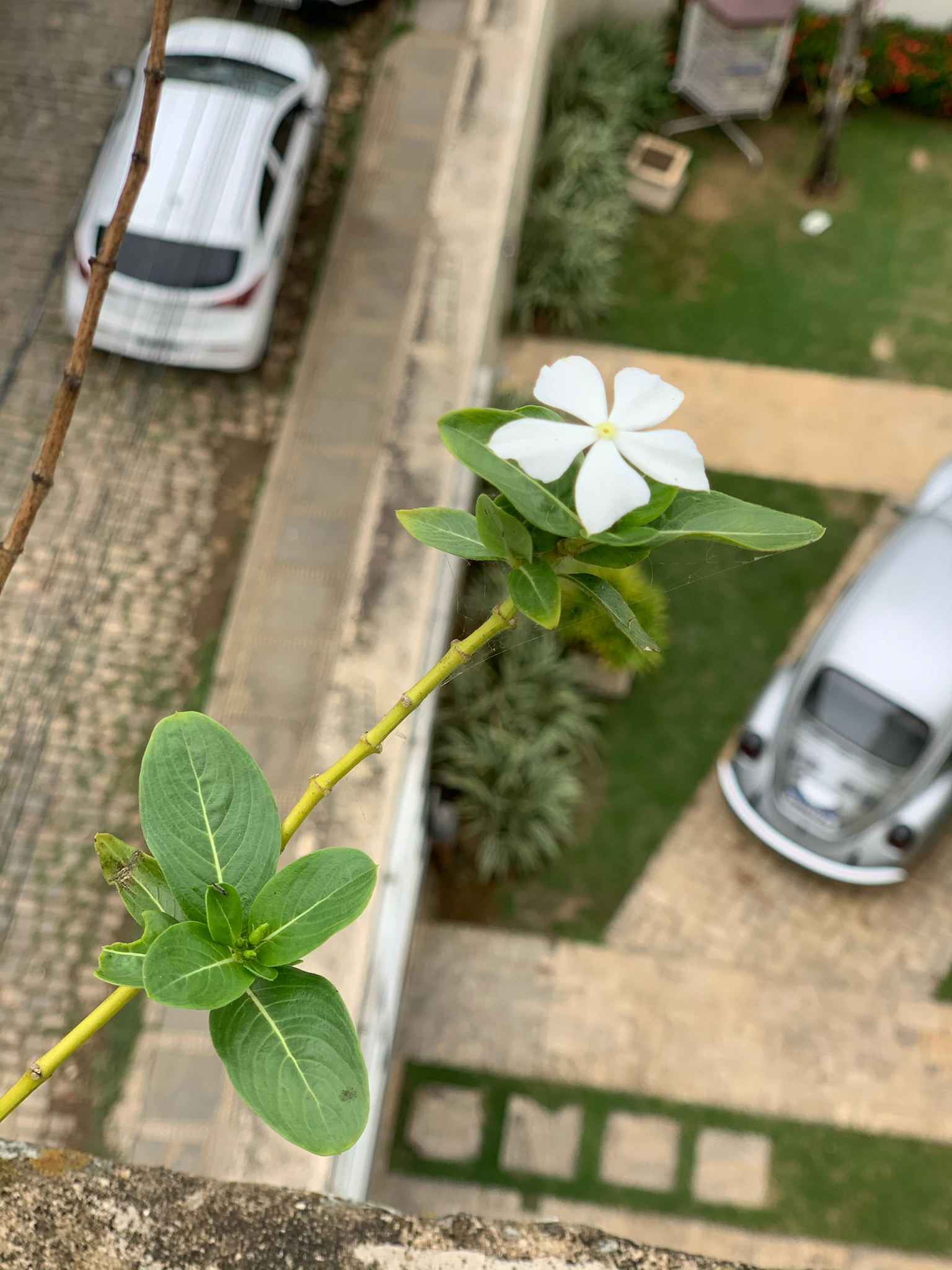 Catharanthus roseus