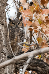 Bubo virginianus