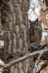 Bubo virginianus