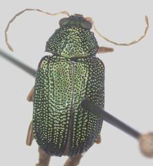 Colaspis sanjoseana