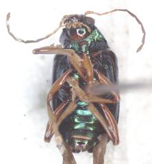 Colaspis sanjoseana