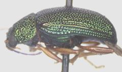 Colaspis sanjoseana