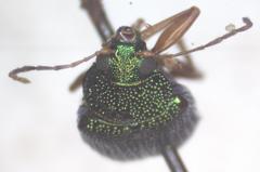 Colaspis sanjoseana