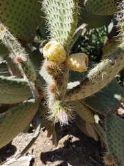 Opuntia leucotricha